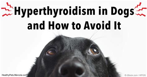Signs Of Thyroid Problems In Dogs