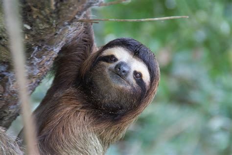 ΒΡΑΔΥΠΟΔΕΣ Sloths Photos Wallpapers ανανεωμένο The Fun Bank