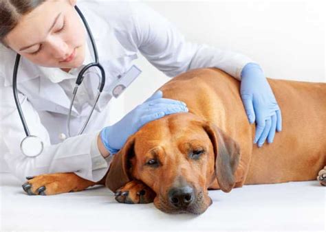 Prostate Cancer In Dogs Causes Symptoms And Treatments