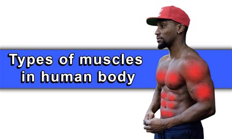 Types Of Muscles In Human Body Health For Best Life