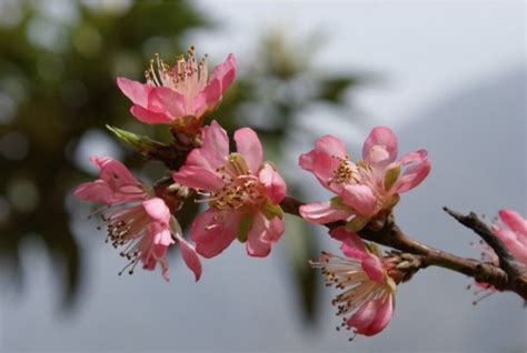 Lovely Spring On A Branch Of Peach Blossoms Peach Blossoms Blossom