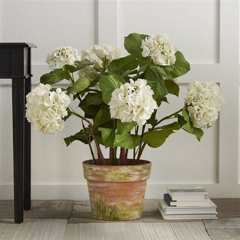 White Hydrangea Plants In Garden Pot The Flower Shop