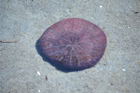 Purple Sand Dollar White Rock Bc Neal Flickr