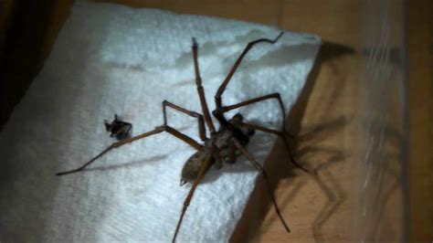 Black Giant House Spider Uk Building With Blog