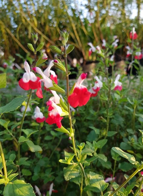 Salvia Microphylla ‘hot Lips De Tuinstek