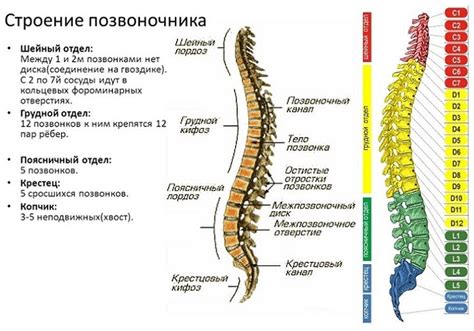 Анатомия человека со спины анатомия Интересно и познавательно об