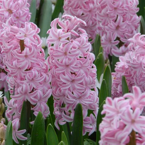 Hyacinth Fondant Hyacinths Spring Flowering Bulbs Qfb Gardening