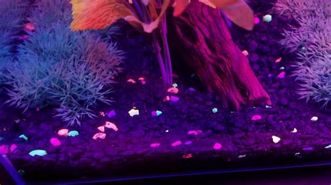 Glofish Gravel Under Different Color Lights Youtube