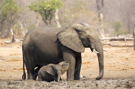 African Elephant Loxodonta Africana Stock Image F0109662