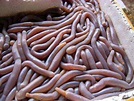 “海鲜虫草”——沙虫的饮食文化_百科TA说