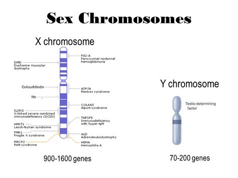 Can A Recessive Trait Be On The Y Chromosome 612 Sex Chromosomes