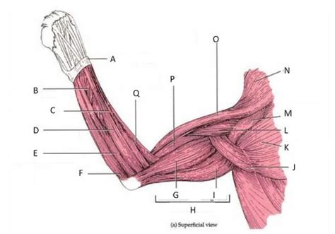 Cat Dissection Lab Muscles Of The Arm And Forearm Flashcards Quizlet