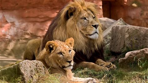 Lions Sitting Near Stones Hd Lion Wallpapers Hd Wallpapers Id 58624
