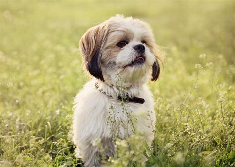 Tiniest Dog Breeds Stacker