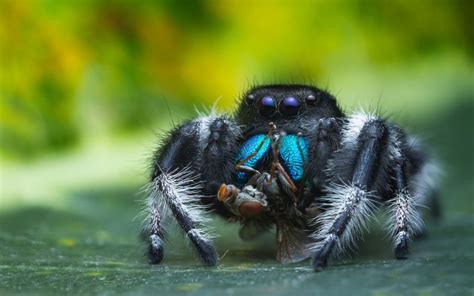 Regal Jumping Spider Care Sheet And Photos The Spider Blog