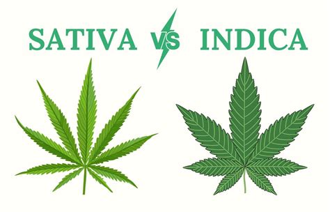 Cannabis Sativa Vs Indica Comparatif Des Différences