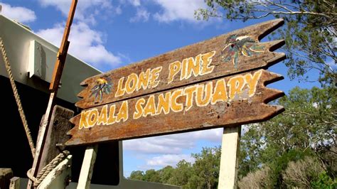 Mirimar Cruises Brisbane River Cruise To Lone Pine Koala Sanctuary
