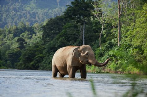 Indonesias Rainforests Biodiversity And Endangered Species