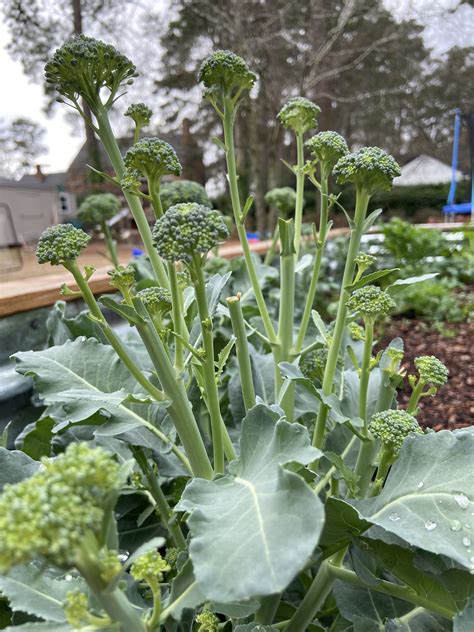 How To Grow Broccoli At Home The Kitchen Garten