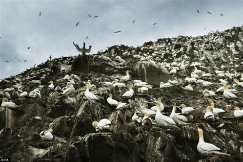 World S Largest Gannet Colony Dominate Scotland Rock Where Seabirds Live Daily Mail Online