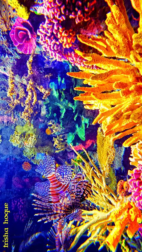 Nature Paints The Most Beautiful Masterpieces Coral Reefs