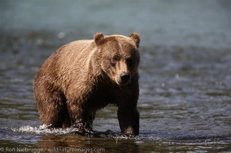 Brown Bears Photos By Ron Niebrugge