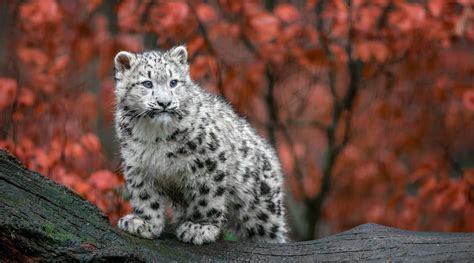 Animals Big Cats Snow Leopards Baby Animals Germany Fall