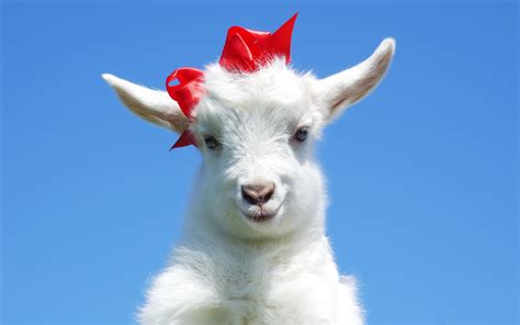 Cute Goats Wallpaper Baby Goat With Bow 1680x1050 Download Hd
