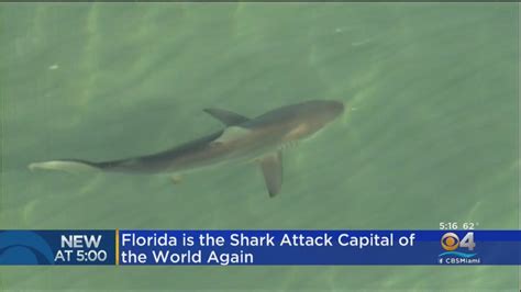 Florida Once Again Shark Attack Capital Of The World Youtube