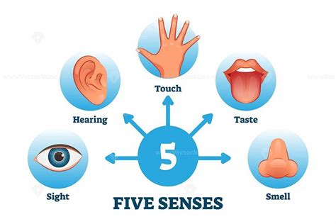 Five Senses Labeled Scheme To Receive Sensory Information Vector Illustration Branches Of