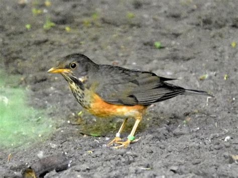 Turdus Dissimilis Black Breasted Thrush In Tierpark Berlin