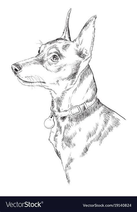 Miniature Pinscher Vector Hand Drawing Illustration In Black Color