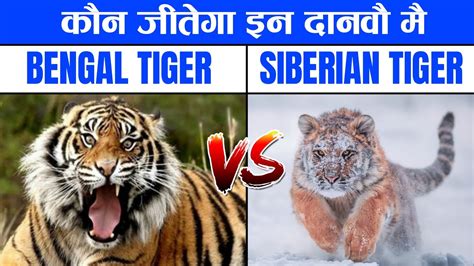 Siberian Tiger Vs Bengal Tiger Who Will Win Bengal Tiger Vs Siberian