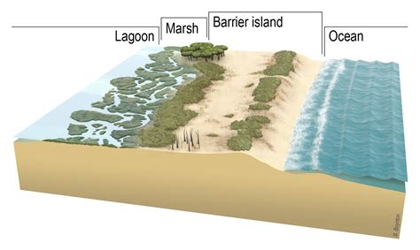 Illustration Describes A Barrier Island From Ocean To Lagoon Us