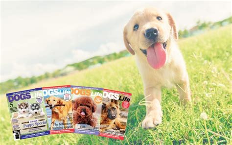 Dogslife Has Three Six Issue Subscriptions To Give Away Dogslife