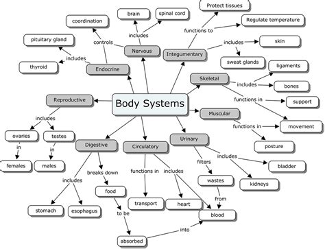 Body Systems Concept Map Answers World Map Gray