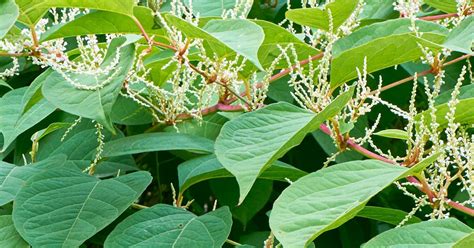 Click to see more answers to your questions. How to control Japanese knotweed | lovethegarden