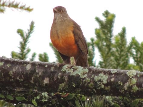 Observando Aves Sabiá Laranjeira