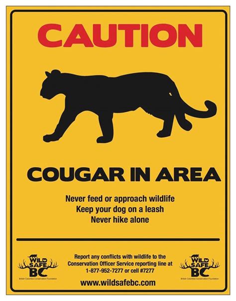 Cougar Trap Set In Gibsons Coast Reporter