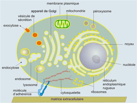11 Introduction à La Signalisation Cellulaire Biologie Cellulaire