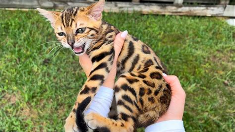 New Baby Bengal Kittens Whered They Come From Youtube