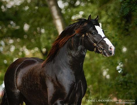 welsh  ref images  pinterest beautiful horses welsh  horses