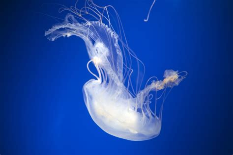 Identification Of Jellyfish And Jelly Like Animals