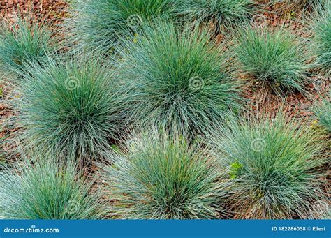 Festuca Glauca `intense Blue`` Stock Photography