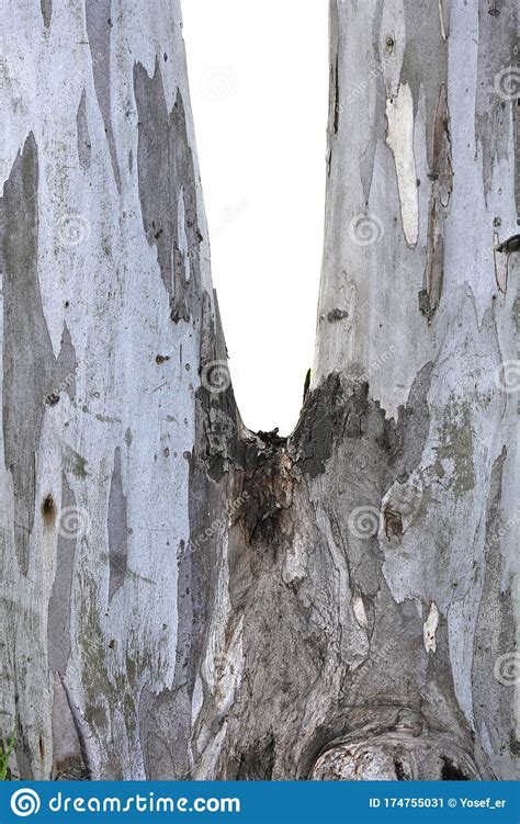 Bifurcated Eucalyptus Tree Trunk Stock Image Image Of Background