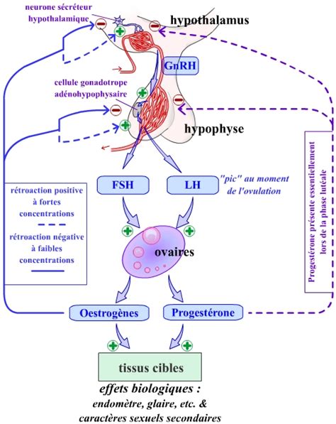 Le Complexe Hypothalamo Hypophysaire 1 Introduction