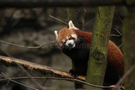 Beautiful Endangered Red Panda On A Green Tree Stock Photo Image Of