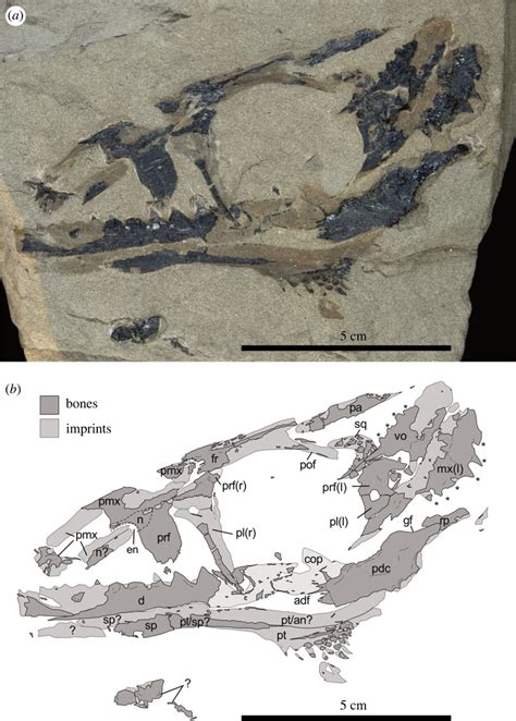 Photograph A And Interpretative Sketch B Of The Holotype Tmp