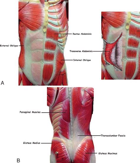 Muscles Of Anterior Torso Muscles Of The Trunk Anatomy Diagram