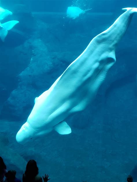 Georgia Aquarium Beluga Whale